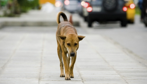 L’abbandono degli animali