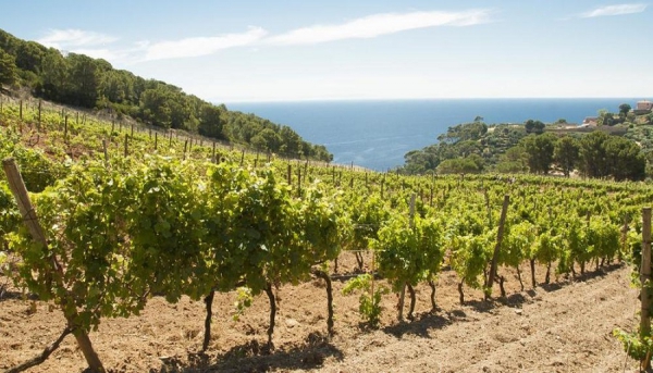 Enologia sociale: il vino Frescobaldi nell’arcipelago toscano